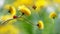 Two ladybirds on a yellow spring flower. Artistic macro image. Concept spring summer.