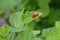 Two ladybug beattles is mating on a leaf of a currant bush, one of them orange and without dots