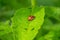 Two ladybugs or Coccinellidae, ladybirds, lady beetles mating on a green leaf