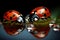 Two ladybugs drink water from a pond while sitting on a leaf