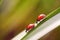 Two ladybugs on a grass stalk
