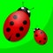 Two ladybugs on green background