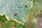 Two ladybugs on a leaf