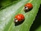 Two Ladybugs on a Leaf