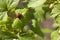 Two ladybugs mate on the green leaves of blackcurrant in the spring in the garden.