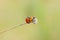 Two ladybugs mating on dry flower in green background