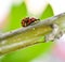 Two ladybugs mating on a walnut twig