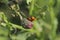 two ladybugs measure reproduction on a green plant