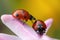 Two ladybugs on a pink flower