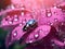 Two ladybugs on a pink flower with dew drops - AI Generated