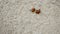 Two ladybugs, red in black spot, crawl on plastered concrete wall. Insects, environment. Selective focus. Close-up.
