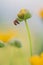 Two ladybugs on a yellow flower