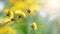 Two ladybugs on a yellow spring flower. Flight of an insect. Artistic macro image. Concept spring summer