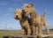 Two lakeland terrier