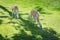 Two lamas in prairie grassland