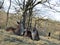 Two lamas in a sitting down position under wood.