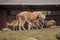 Two lamas at zoo in Berlin