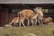 Two lamas at zoo in Berlin