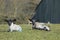 Two lambs lying down in a field in springtime