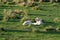 Two lambs lying down in a paddock