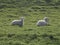 Two lambs lying in sunlight