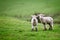 Two lambs on the meadow.