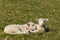 Two lambs resting on green grass