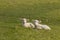 Two lambs resting on green meadow