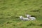 Two lambs resting o grass