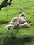 Two lambs a sleep behind their mother