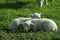 Two Lambs Sleeping in the Grass