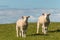 Two lambs standing on meadow