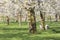 Two lambs under blossoming cherry trees in dutch spring