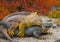 Two land iguanas are fighting with each other. The Galapagos Islands. Pacific Ocean. Ecuador.
