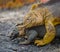 Two land iguanas are fighting with each other. The Galapagos Islands. Pacific Ocean. Ecuador.