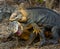 Two land iguanas are fighting with each other. The Galapagos Islands. Pacific Ocean. Ecuador.