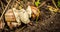 Two land snails mating in between grass