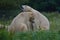 Two large adult polar bears relaxing in the grass