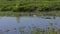 Two large alligators in a lake in Florida.