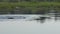 Two Large Alligators Territorial Fight in Springtime.