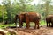  Two Large Asian Elephant orphanage at Pinnawala, Sri Lanka