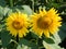 Two large beautiful sunflowers. Yellow blooming sunflowers