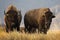 Two large bison with horns standing on grassy hill in Grand Teton National Park.