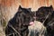 Two large black dogs of the Italian Cane Corso breed show affection for each other