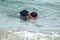 Two large black dogs swimming in the ocean fetching a toy