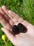 Two large blackberries on the palm of a female hand