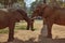 Two large brown African savannah elephants