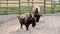 Two large brown bison inside a zoo cattle paddock