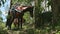 Two large brown domestic horses with rural saddles tied to tropical trees