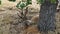 Two large buck mule deer laying by a tree.